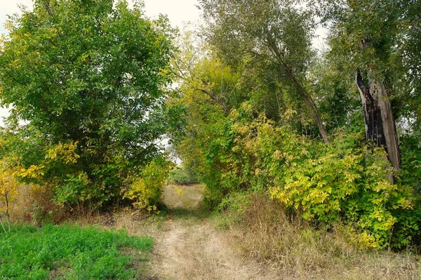 Krásný Výhled Les — Stock fotografie