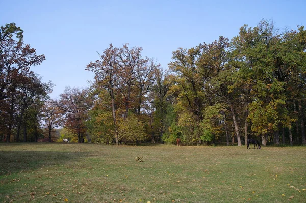 Живописный Пейзаж Осенними Деревьями — стоковое фото