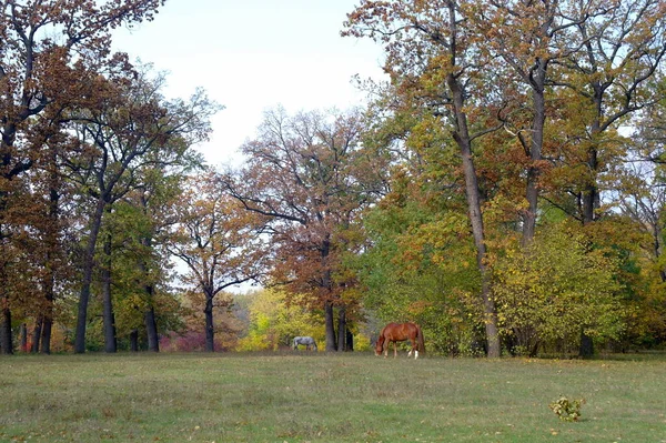 Picturesque Landscape Autumn Trees — Stock Photo, Image