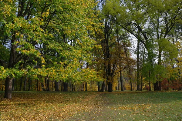 秋の木々が美しい風景 — ストック写真