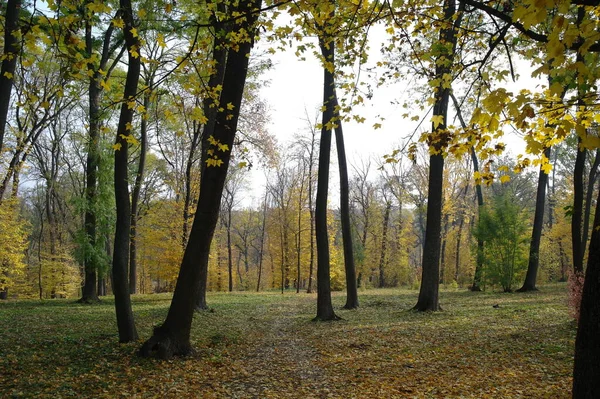 Beautiful Autumn Landscape Bright Trees — стоковое фото