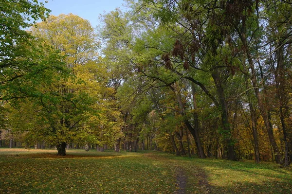 美丽的秋天 绿树成荫 — 图库照片