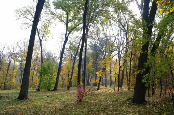Beautiful Autumn Landscape Bright Trees — стоковое фото