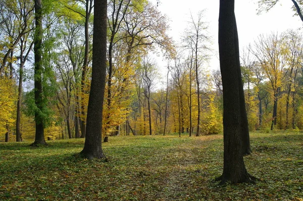 sonbahar ağaçlarıyla resmedilmiş manzara