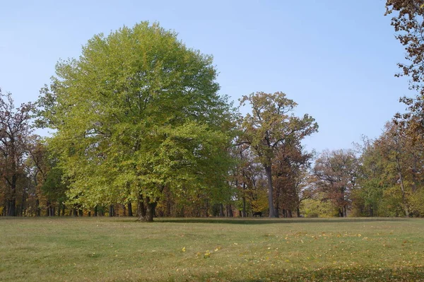 Jesienny Las Krajobraz Pięknymi Drzewami — Zdjęcie stockowe