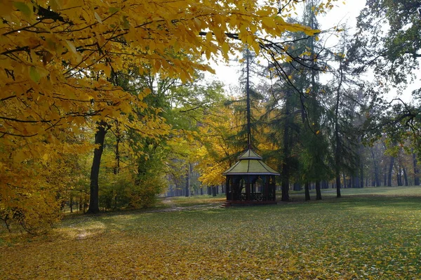 Herfst Landschap Met Bomen Bladeren — Stockfoto