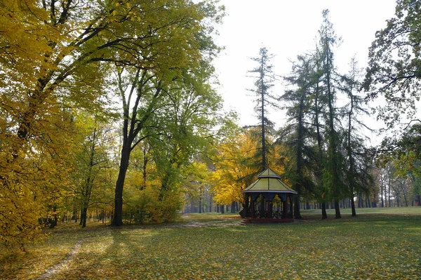 Jesienny Krajobraz Drzewami Zielonymi Liśćmi — Zdjęcie stockowe