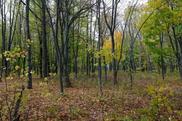 Herfst Bos Landschap Met Prachtige Bomen — Stockfoto