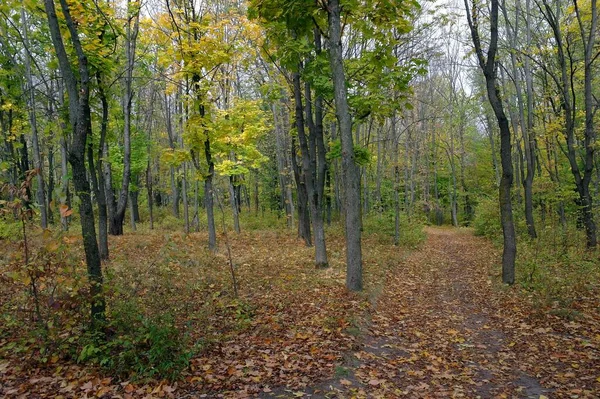 Осенний Лесной Пейзаж Красивыми Деревьями — стоковое фото