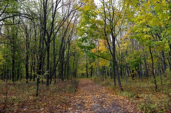 Herbstliche Waldlandschaft Mit Schönen Bäumen — Stockfoto