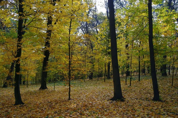 Φθινοπωρινό Πάρκο Στην Πόλη Kiev Lithuania — Φωτογραφία Αρχείου