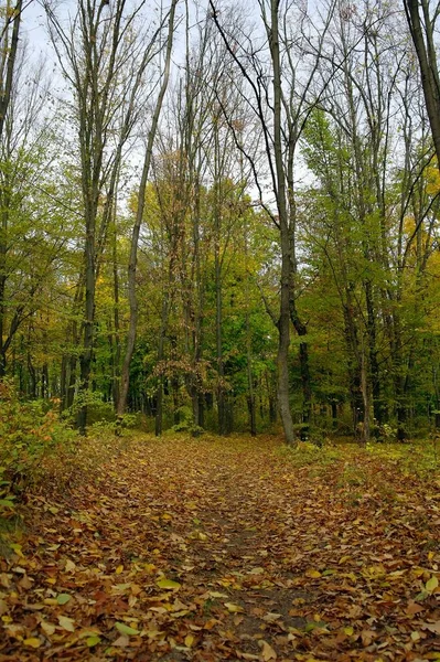 Schilderachtig Landschap Met Herfstbomen — Stockfoto