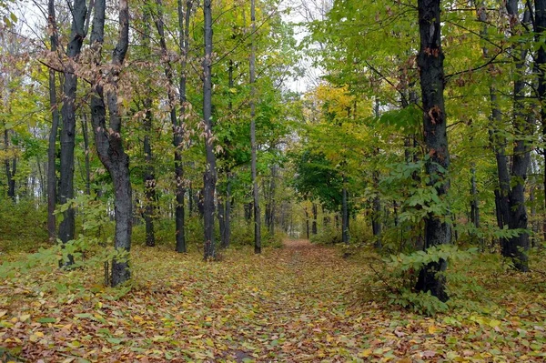 Autumn Forest Landscape Beautiful Trees — стоковое фото