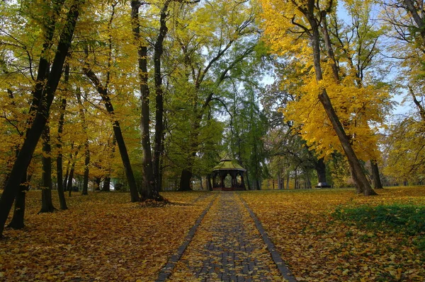 Мальовничий Пейзаж Осінніми Деревами — стокове фото