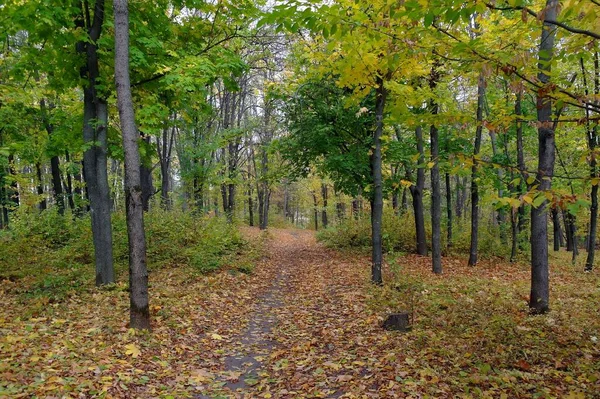 Paesaggio Forestale Autunnale Con Sentiero Lungo Bellissimi Alberi — Foto Stock