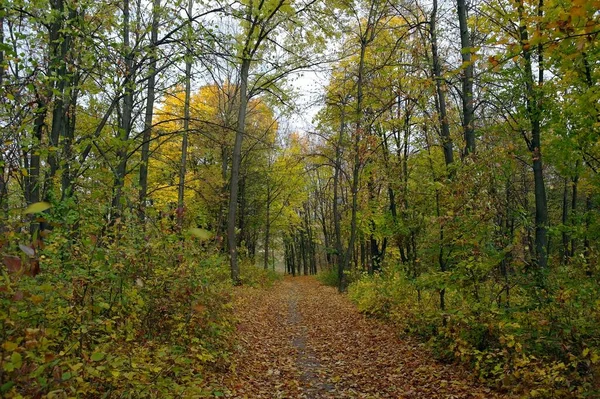 Schöne Landschaft Des Herbstwaldes — Stockfoto