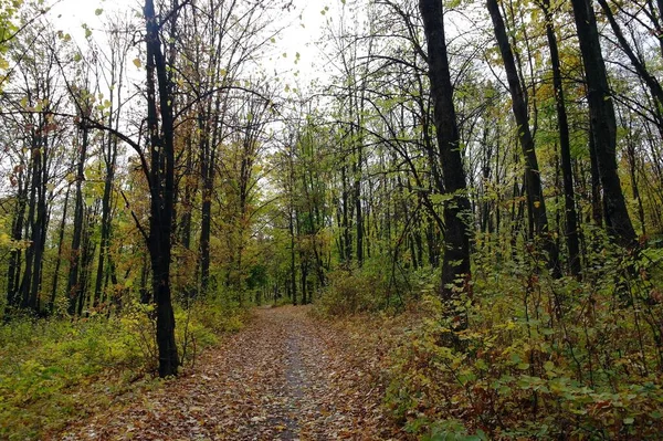 Herbstliche Waldlandschaft Mit Pfad Entlang Schöner Bäume — Stockfoto