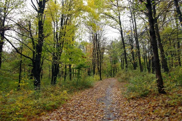 Прекрасный Вид Осенний Лес — стоковое фото