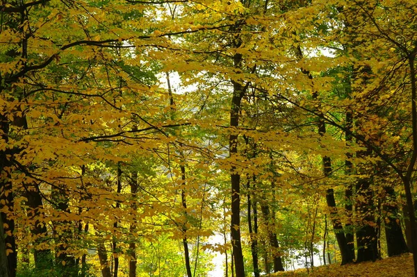 Otoño Bosque Paisaje Con Hermosos Árboles —  Fotos de Stock