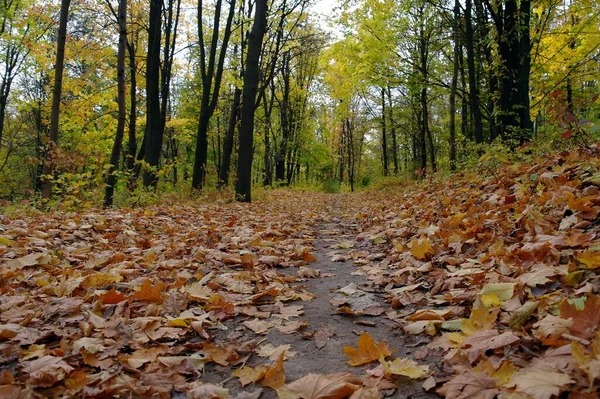 sonbahar ağaçlarıyla resmedilmiş manzara