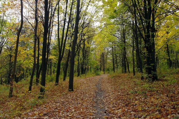 Outono Paisagem Florestal Com Caminho Longo Belas Árvores — Fotografia de Stock
