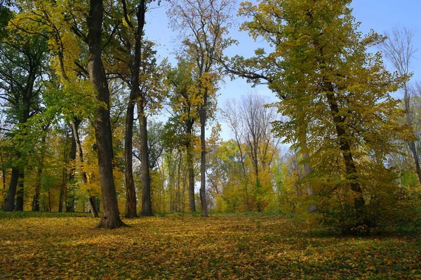 sonbahar ağaçlarıyla resmedilmiş manzara