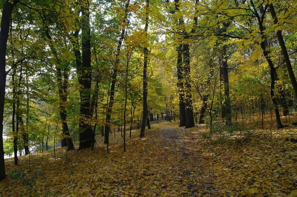 Autumn Forest Landscape Beautiful Trees — ストック写真
