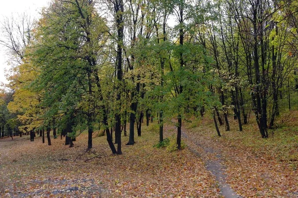 Beautiful Autumn Landscape Bright Trees — Stockfoto