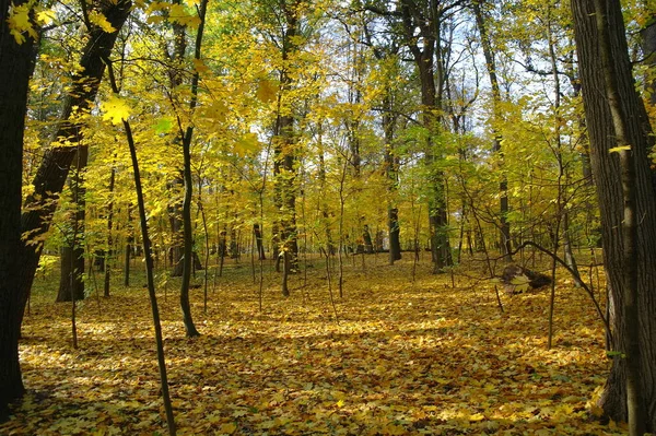 Bela Paisagem Floresta Outono — Fotografia de Stock