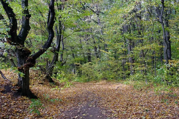 Красивый Пейзаж Осеннего Леса — стоковое фото