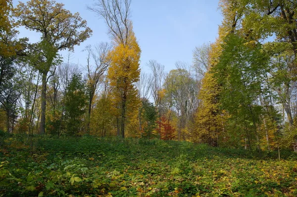 Outono Paisagem Florestal Com Belas Árvores — Fotografia de Stock