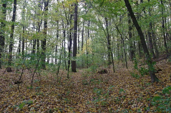 Schöner Wald Herbst — Stockfoto