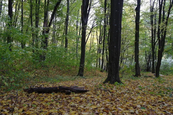 Schöner Blick Auf Den Herbstwald — Stockfoto