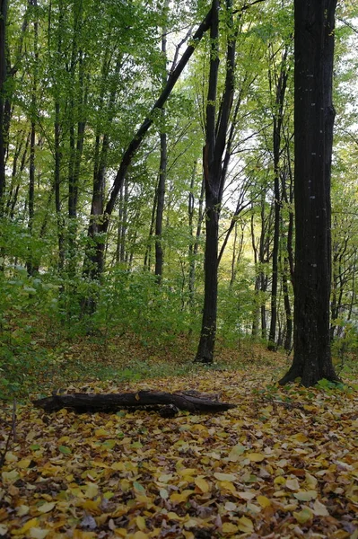 Őszi Erdő Táj Gyönyörű Fák — Stock Fotó