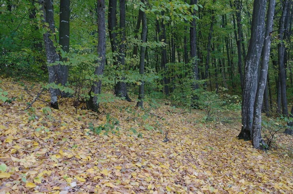 Őszi Erdő Táj Gyönyörű Fák — Stock Fotó