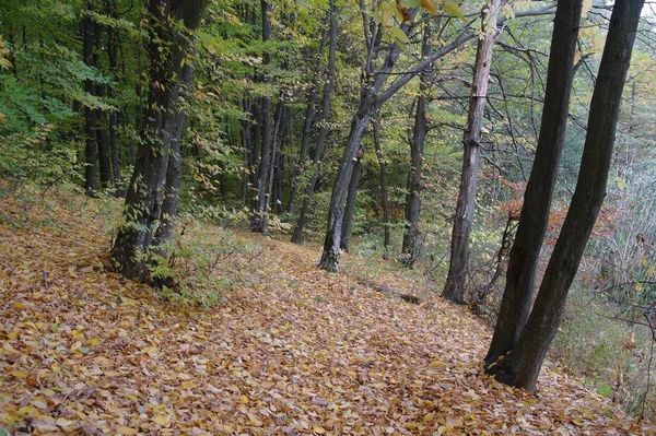 Herfst Bos Landschap Met Prachtige Bomen — Stockfoto