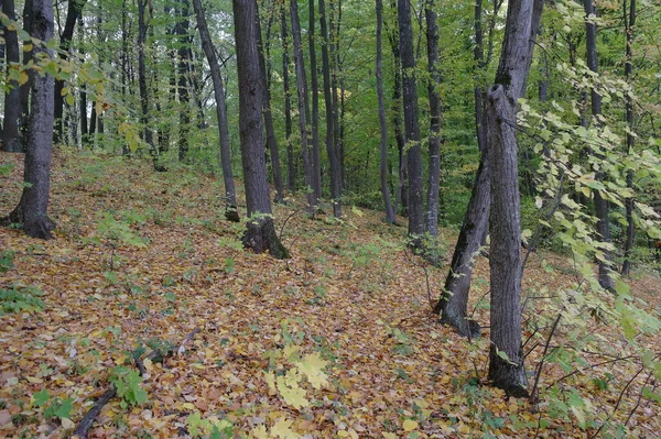 Schöne Landschaft Des Herbstwaldes — Stockfoto