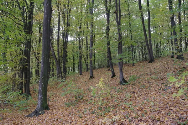 Красивый Пейзаж Осеннего Леса — стоковое фото