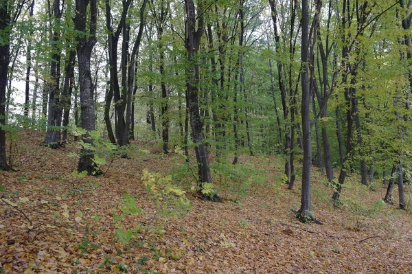 Schöner Wald Herbst — Stockfoto