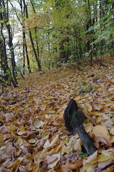 Hermosa Vista Del Bosque Otoño — Foto de Stock