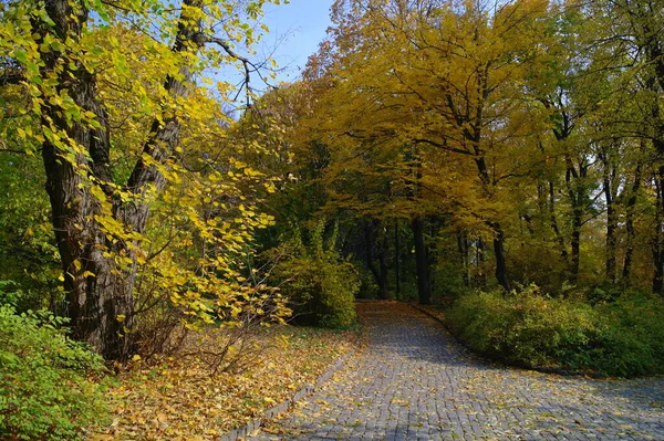 Paysage Pittoresque Avec Des Arbres Automne — Photo