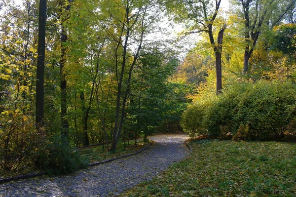 Paisaje Del Bosque Otoño Con Camino Largo Hermosos Árboles —  Fotos de Stock