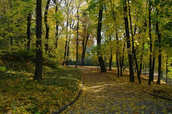 Autumn Forest Landscape Path Beautiful Trees — 스톡 사진