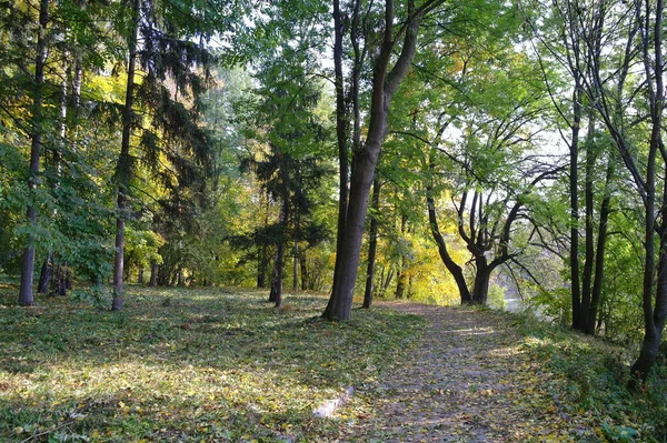 Höst Skog Landskap Med Stig Längs Vackra Träd — Stockfoto