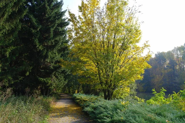 Outono Paisagem Florestal Com Caminho Longo Belas Árvores — Fotografia de Stock