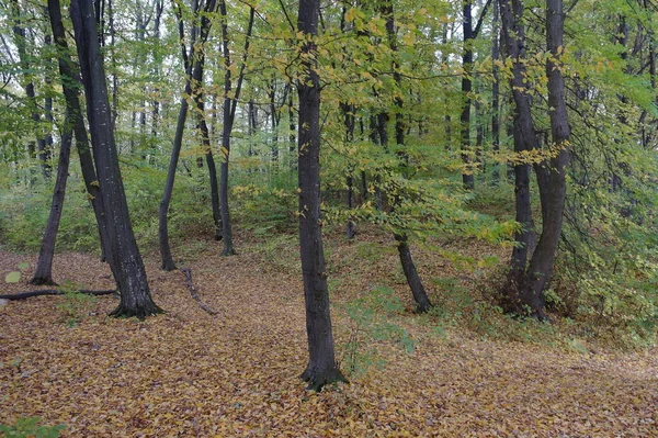 Hermosa Vista Del Bosque Otoño — Foto de Stock