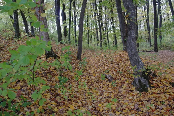 Podzimní Lesní Krajina Krásnými Stromy — Stock fotografie