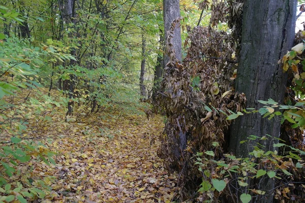 Herbstliche Waldlandschaft Mit Schönen Bäumen — Stockfoto