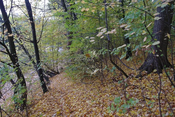 Bella Vista Sul Bosco — Foto Stock