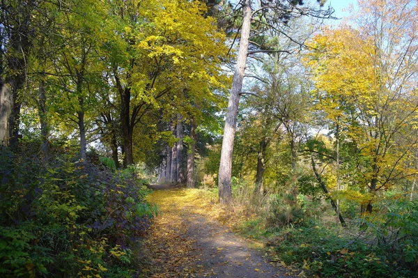 Bela Vista Floresta Outono — Fotografia de Stock